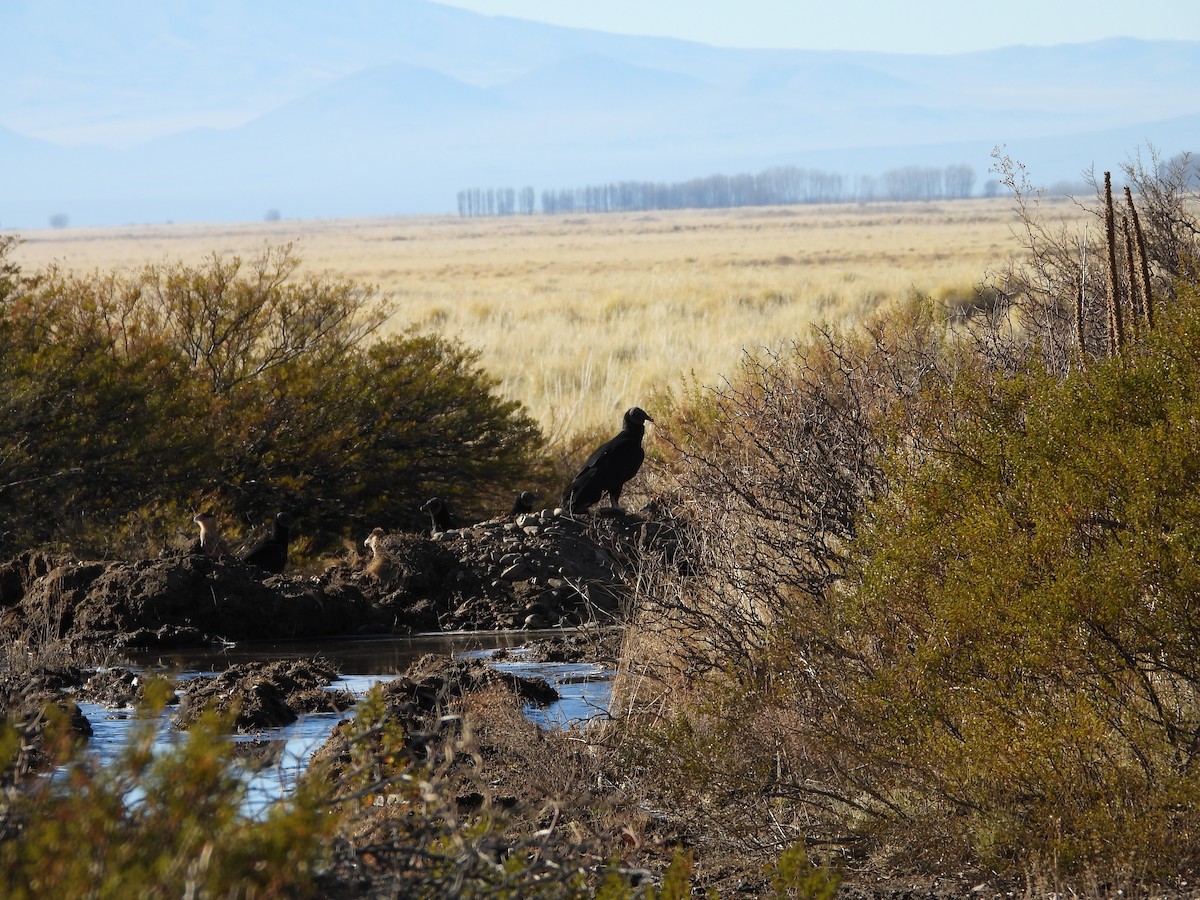 Black Vulture - ML639488544