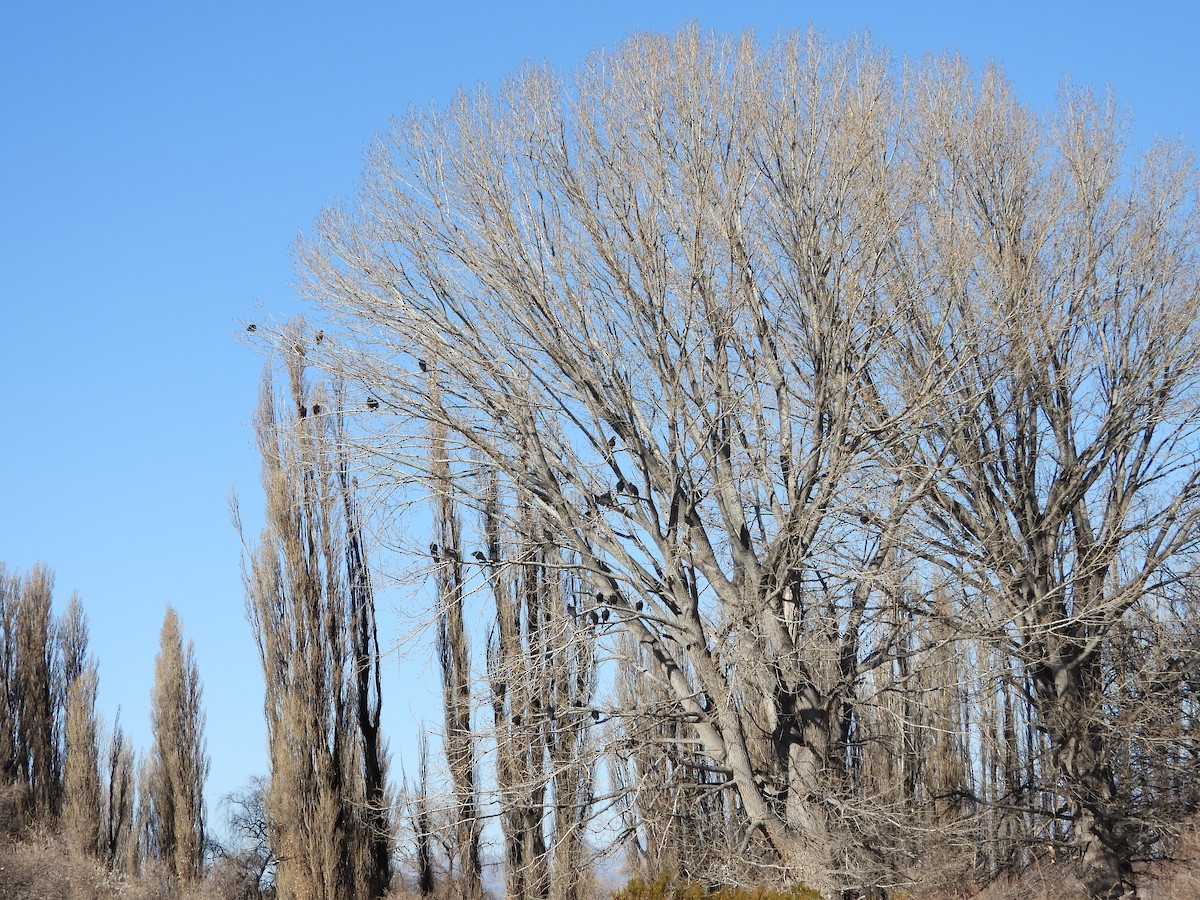 Black Vulture - ML639488545