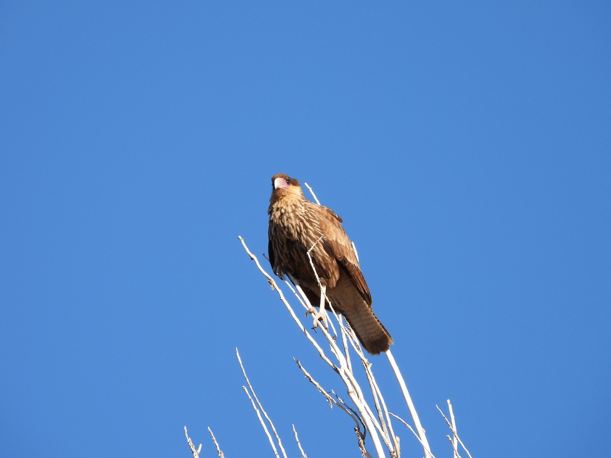 Crested Caracara - ML639488565