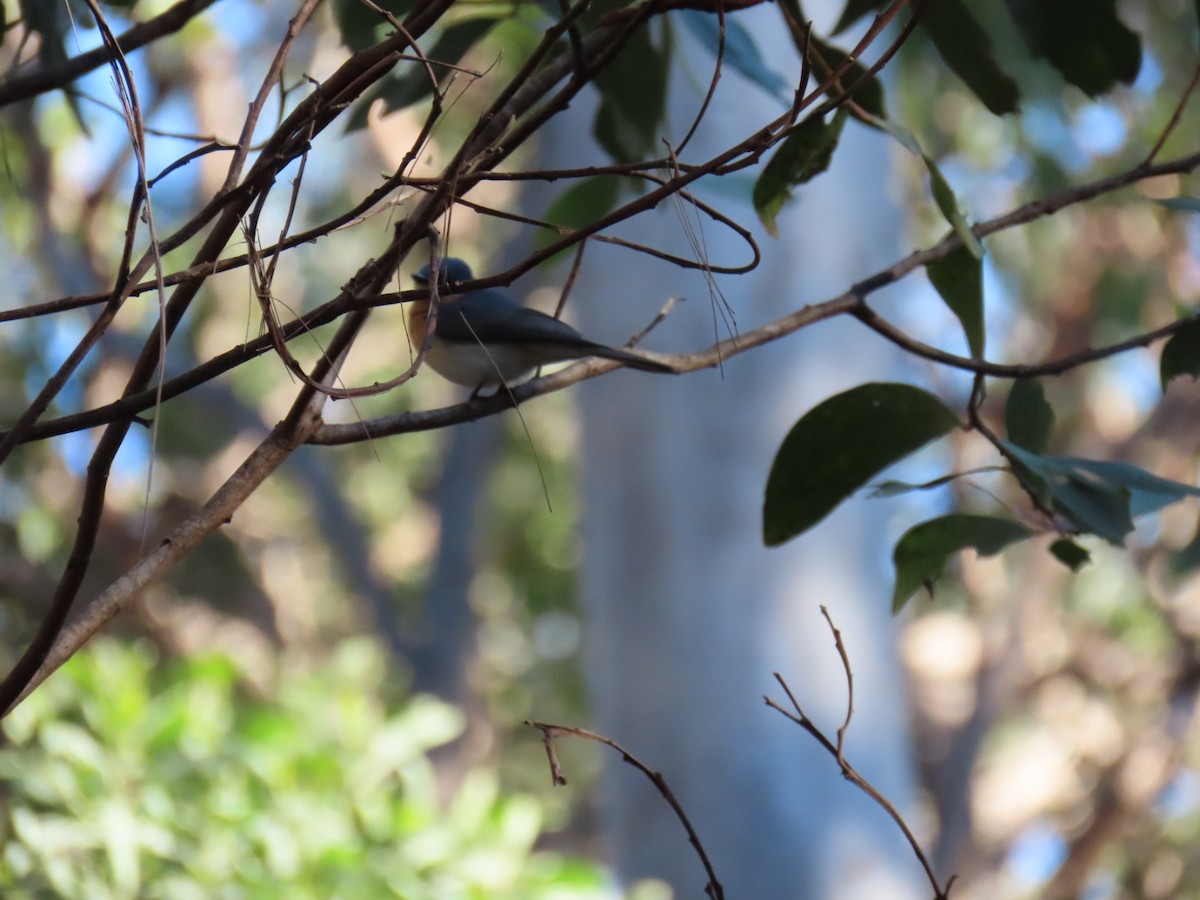 Leaden Flycatcher - ML639488595