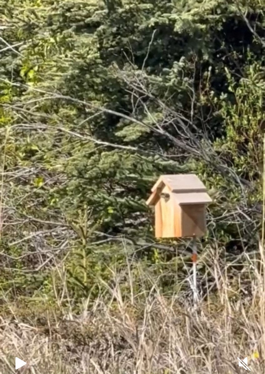 Ağaç Kırlangıcı - ML639488598