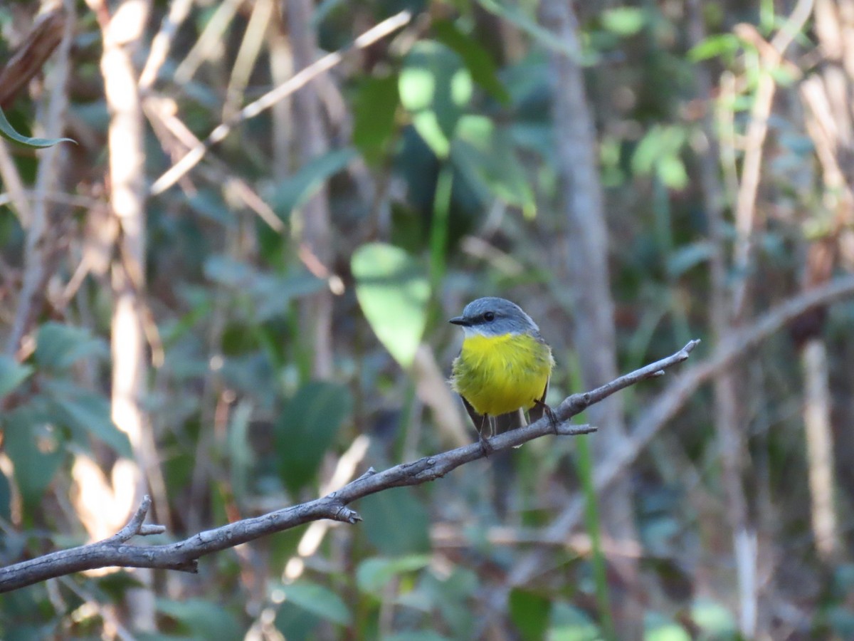 lejsčík žlutý - ML639488600