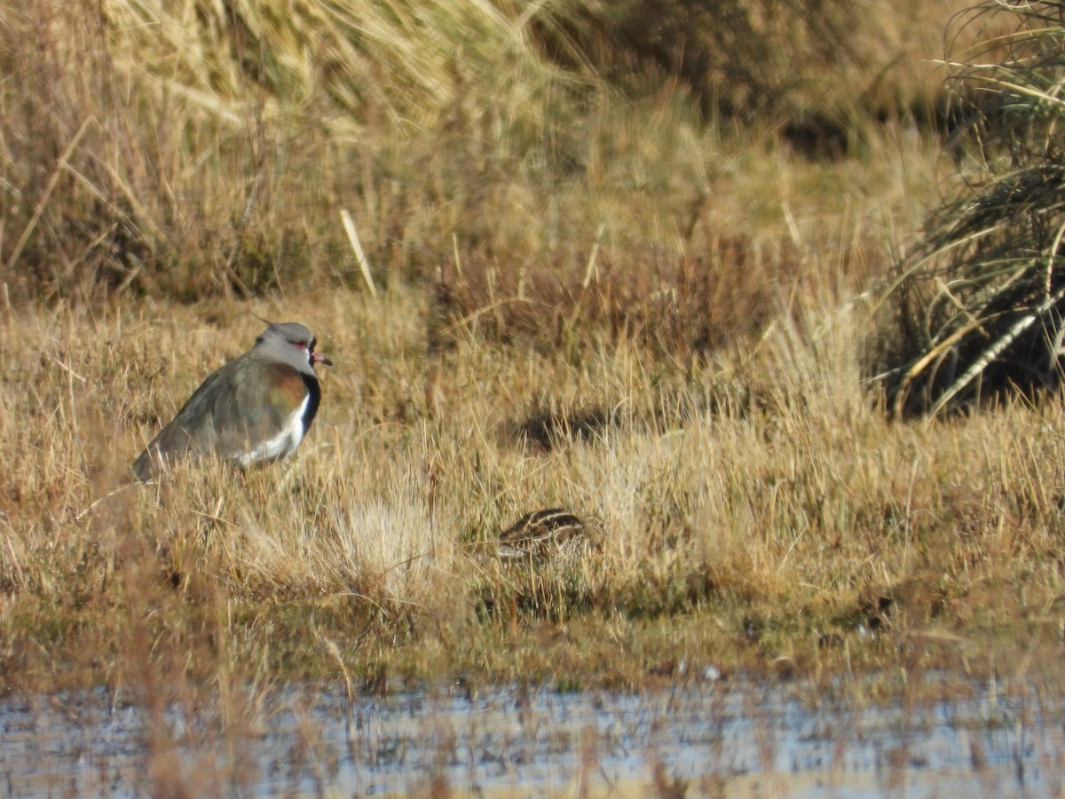 Southern Lapwing - ML639488602