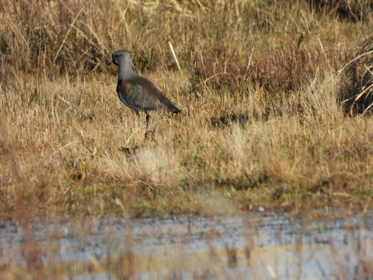 Southern Lapwing - ML639488603