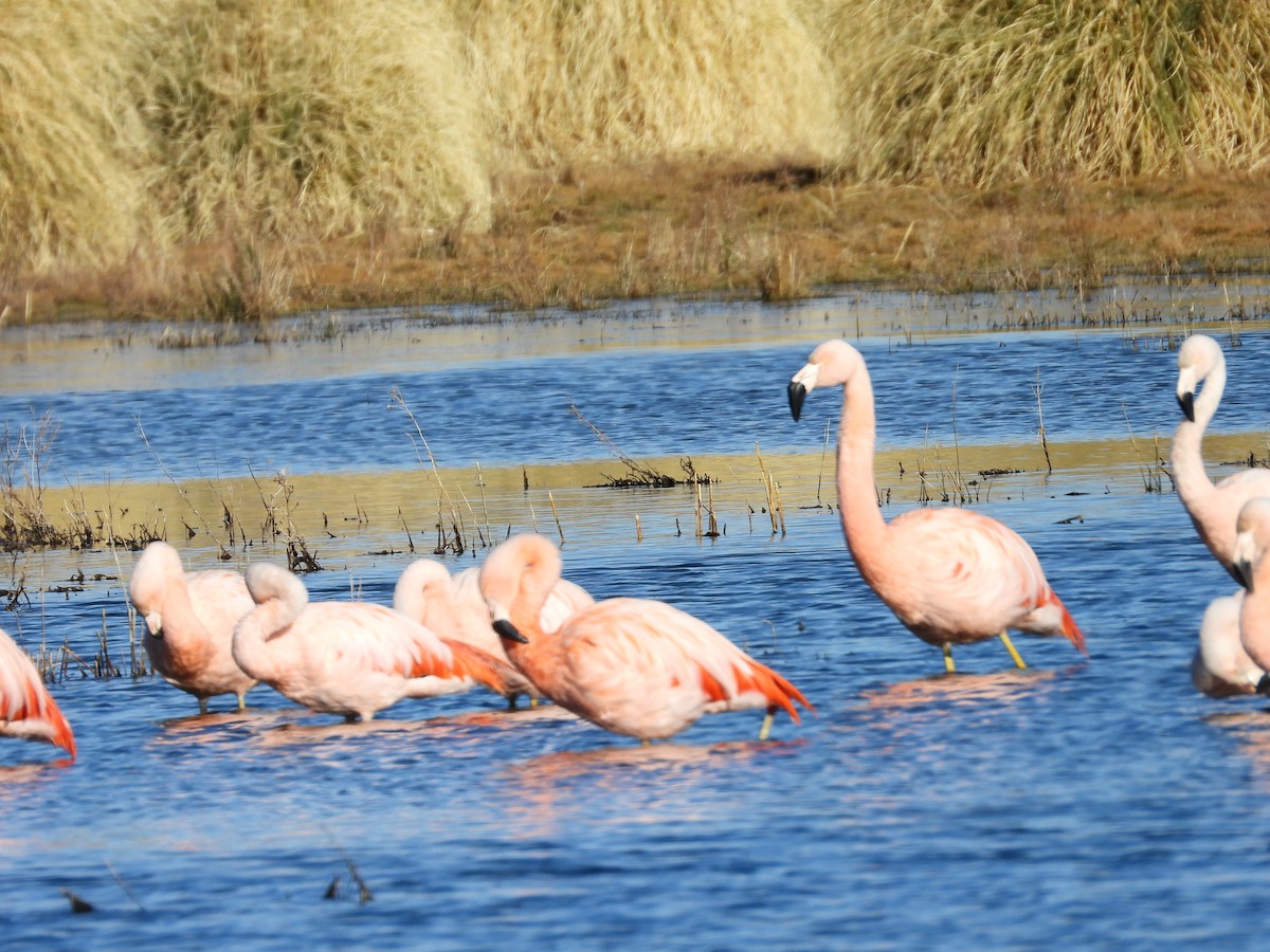 Chilean Flamingo - ML639488619