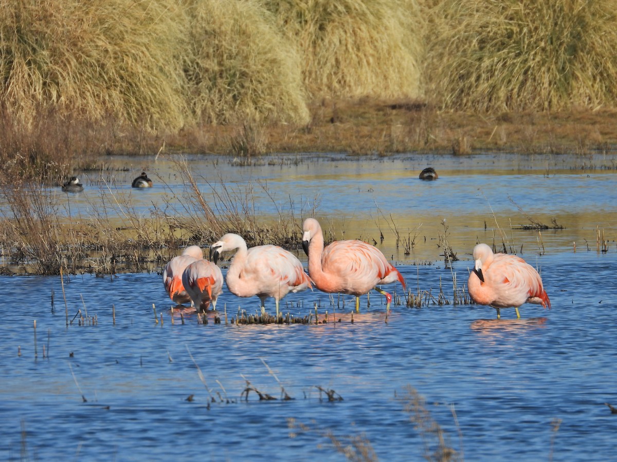 Chilean Flamingo - ML639488621