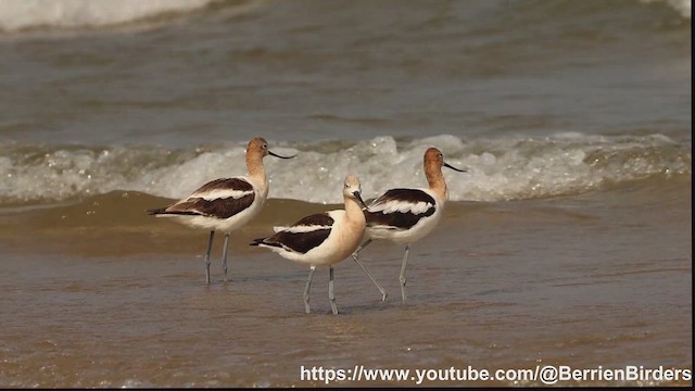 American Avocet - ML639488659