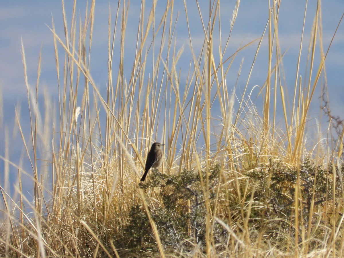 Gray-bellied Shrike-Tyrant - ML639488675