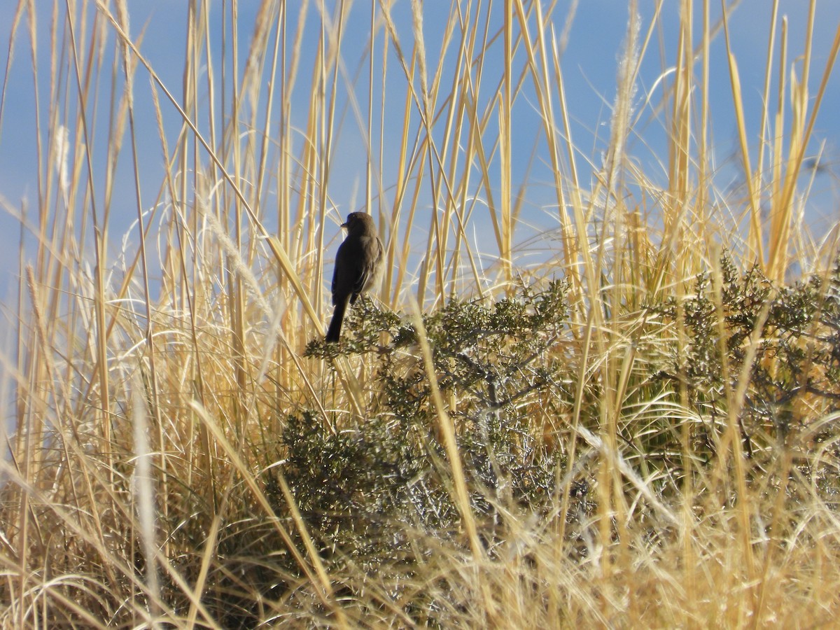 Gray-bellied Shrike-Tyrant - ML639488676