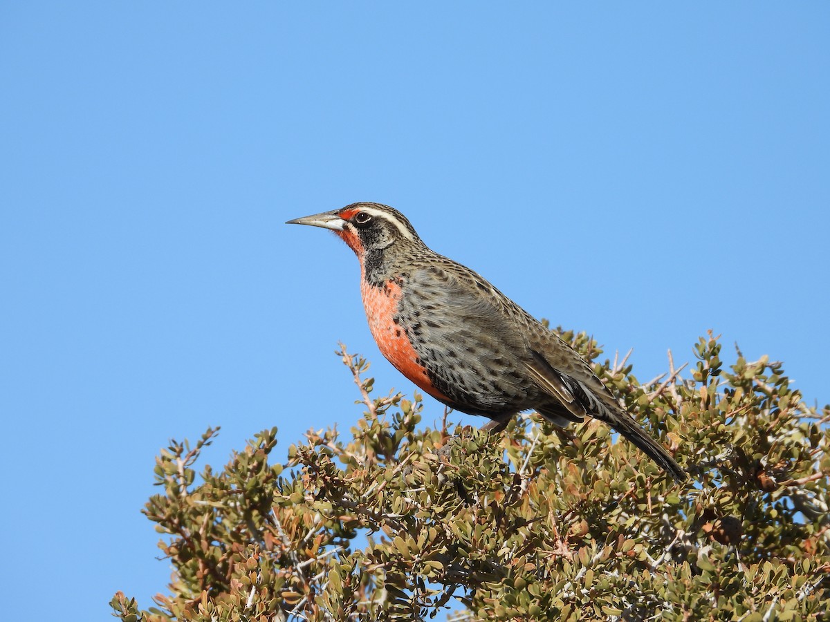 Long-tailed Meadowlark - ML639488684