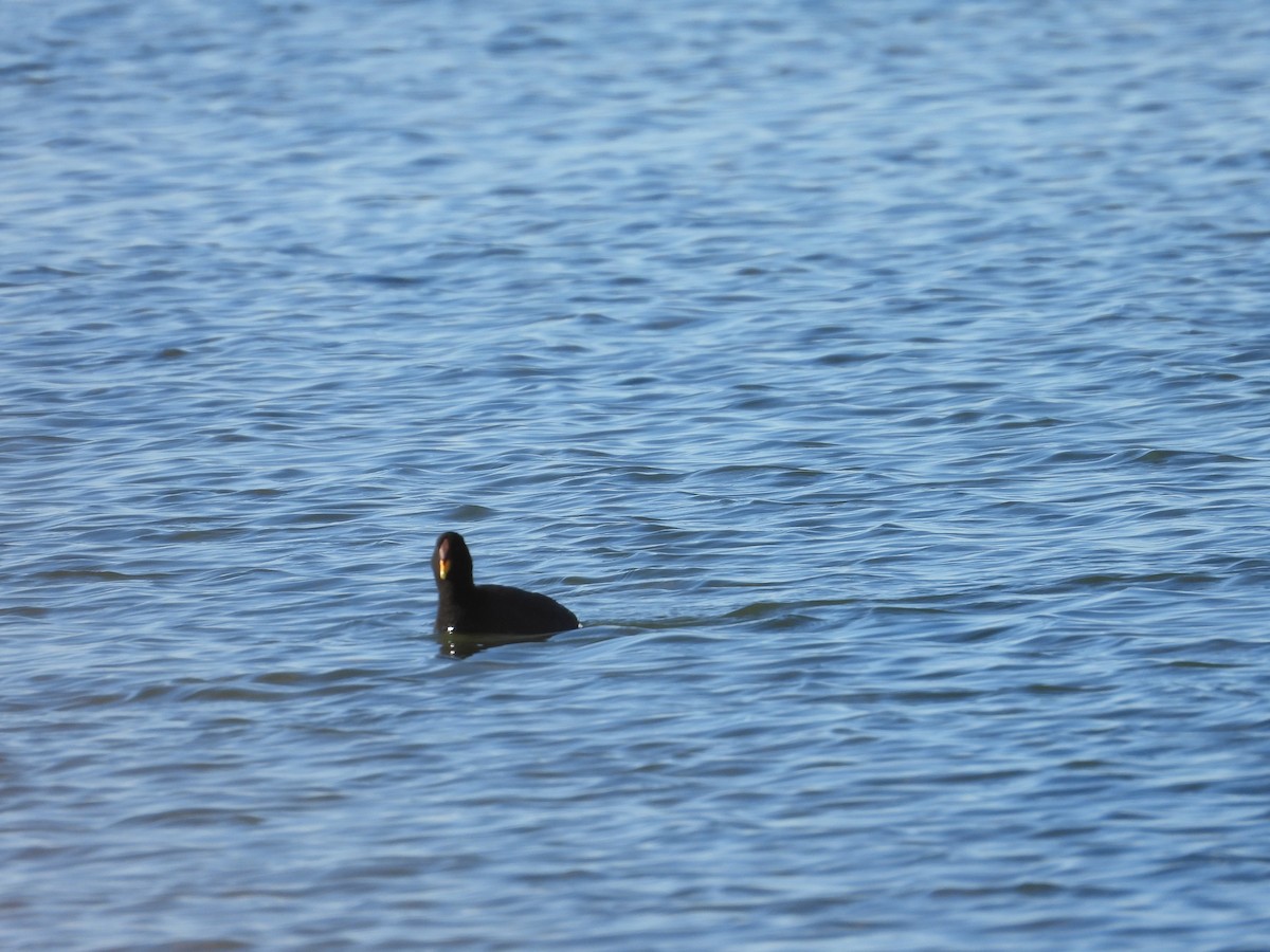 Red-fronted Coot - ML639488740