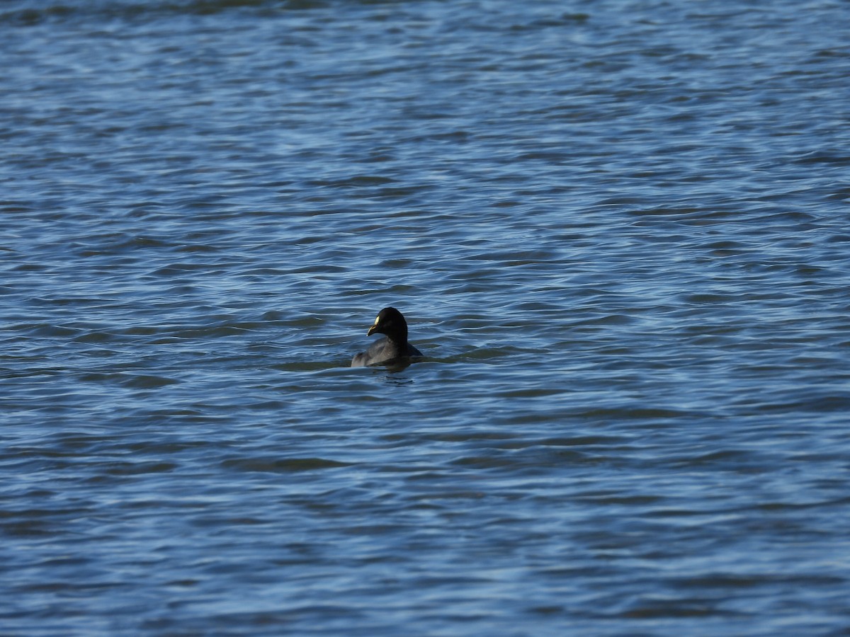 White-winged Coot - ML639488754