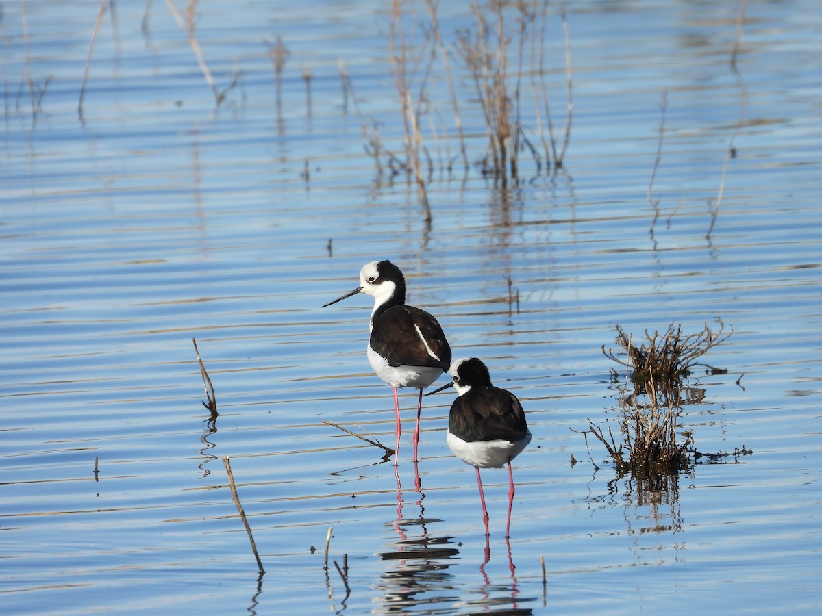 Black-necked Stilt - ML639488768