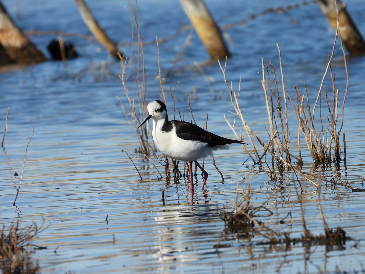 Black-necked Stilt - ML639488769