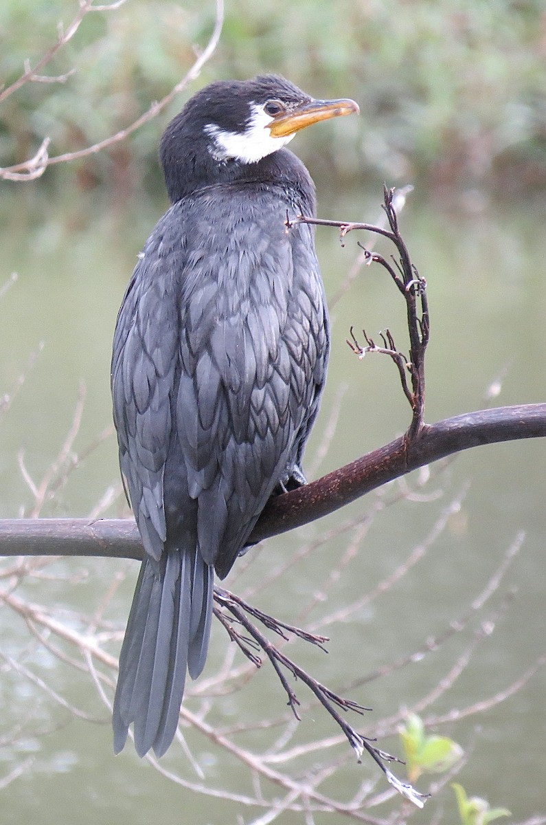 Little Pied Cormorant - ML639488807