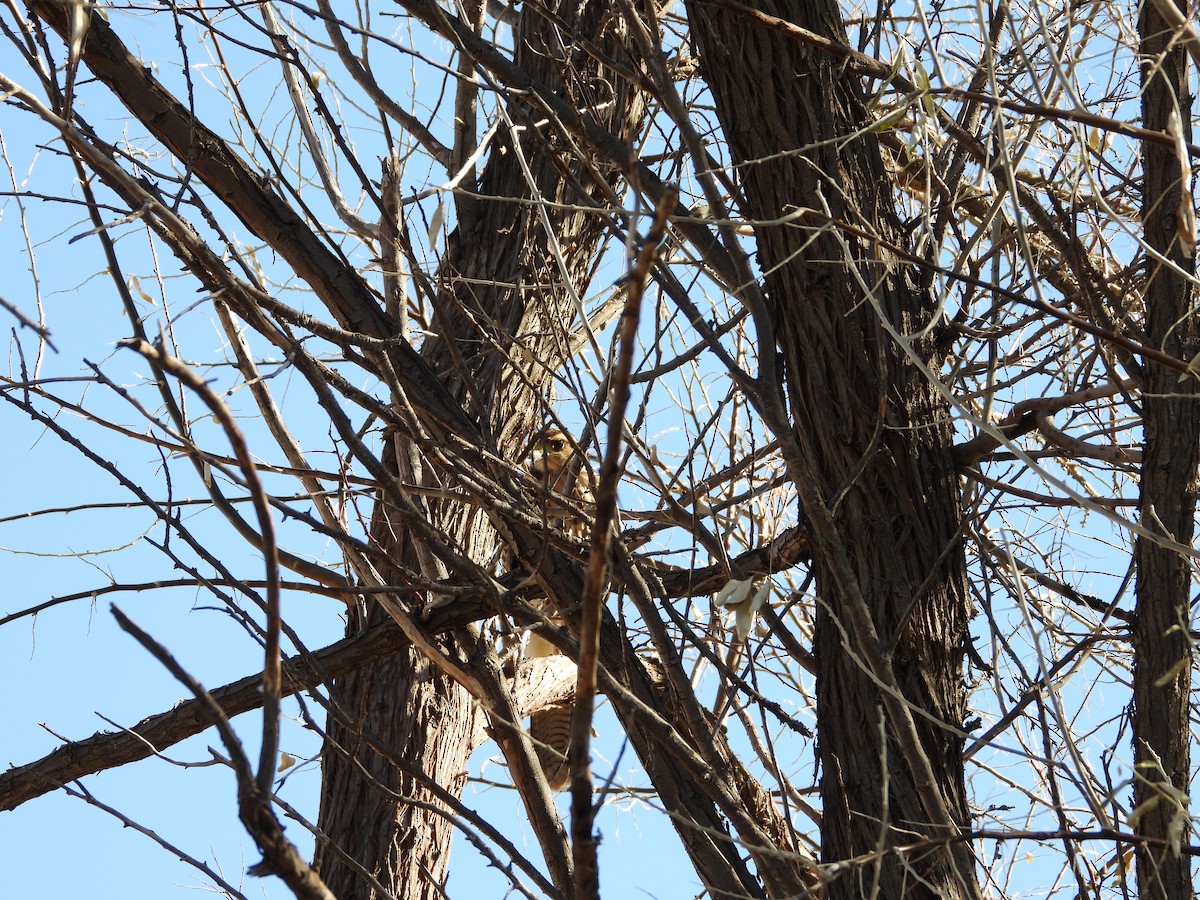 Harris's Hawk - ML639488817