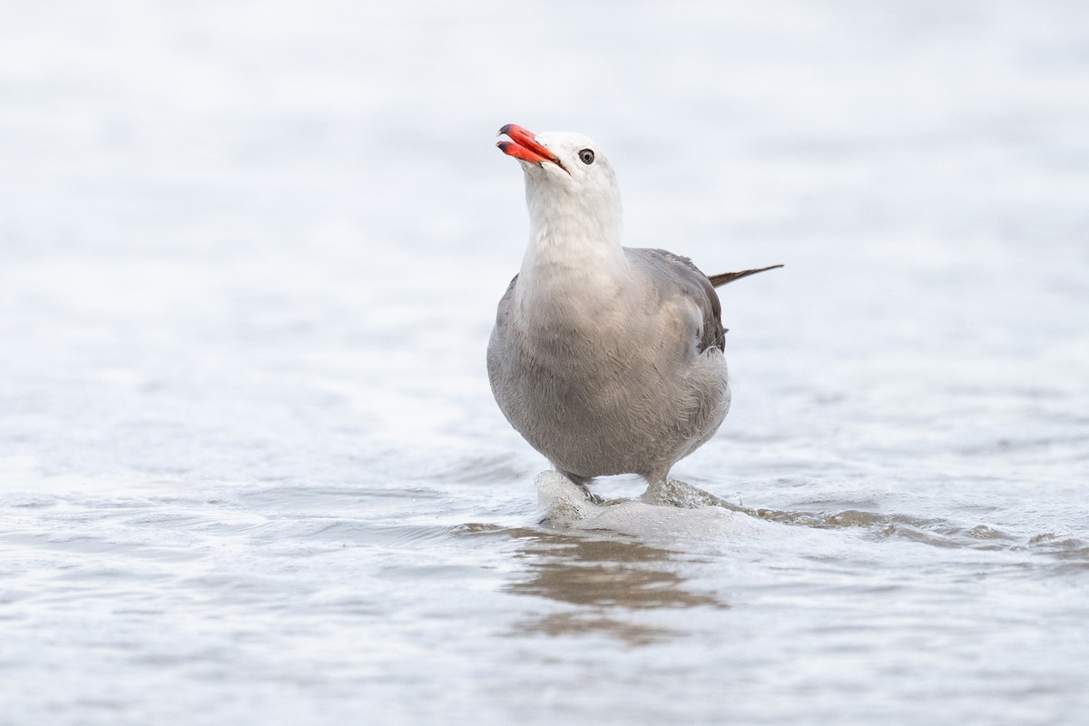 Heermann's Gull - ML639488823