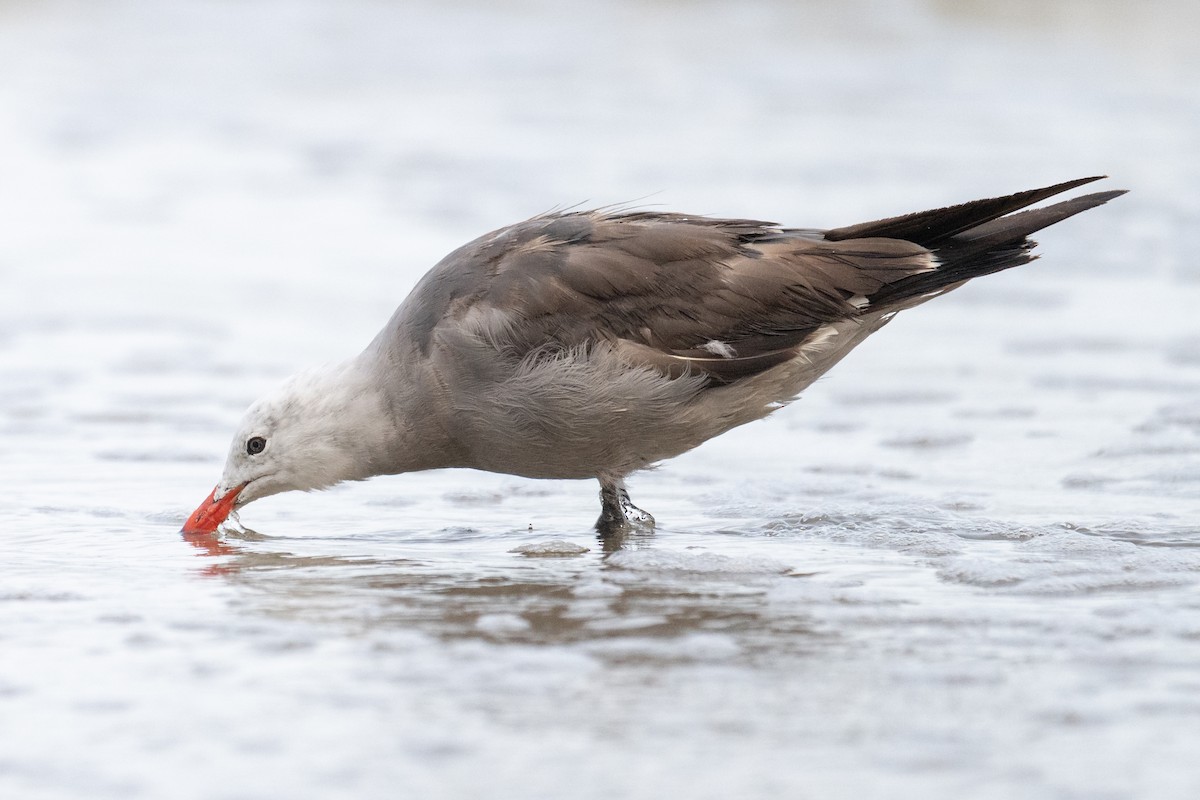 Heermann's Gull - ML639488824