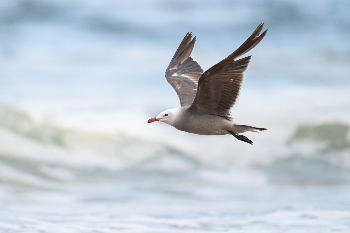 Heermann's Gull - ML639488826