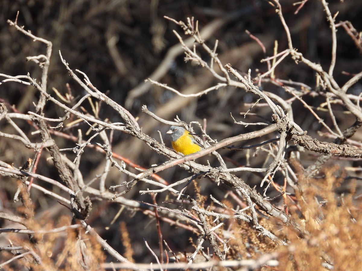 Gray-hooded Sierra Finch - ML639488830