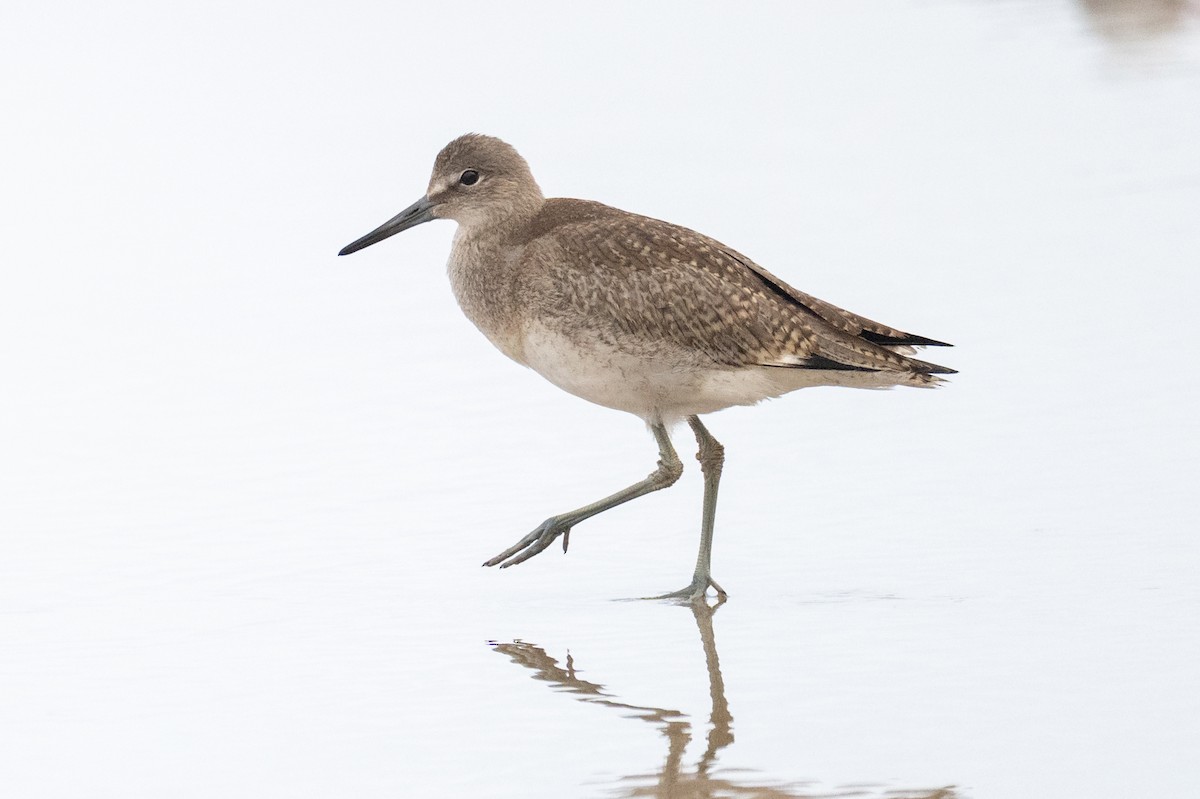 Willet - ML639488831