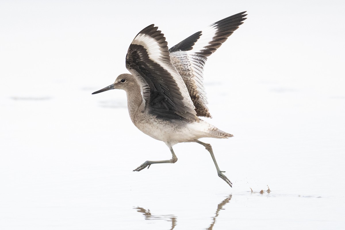 Willet - ML639488832