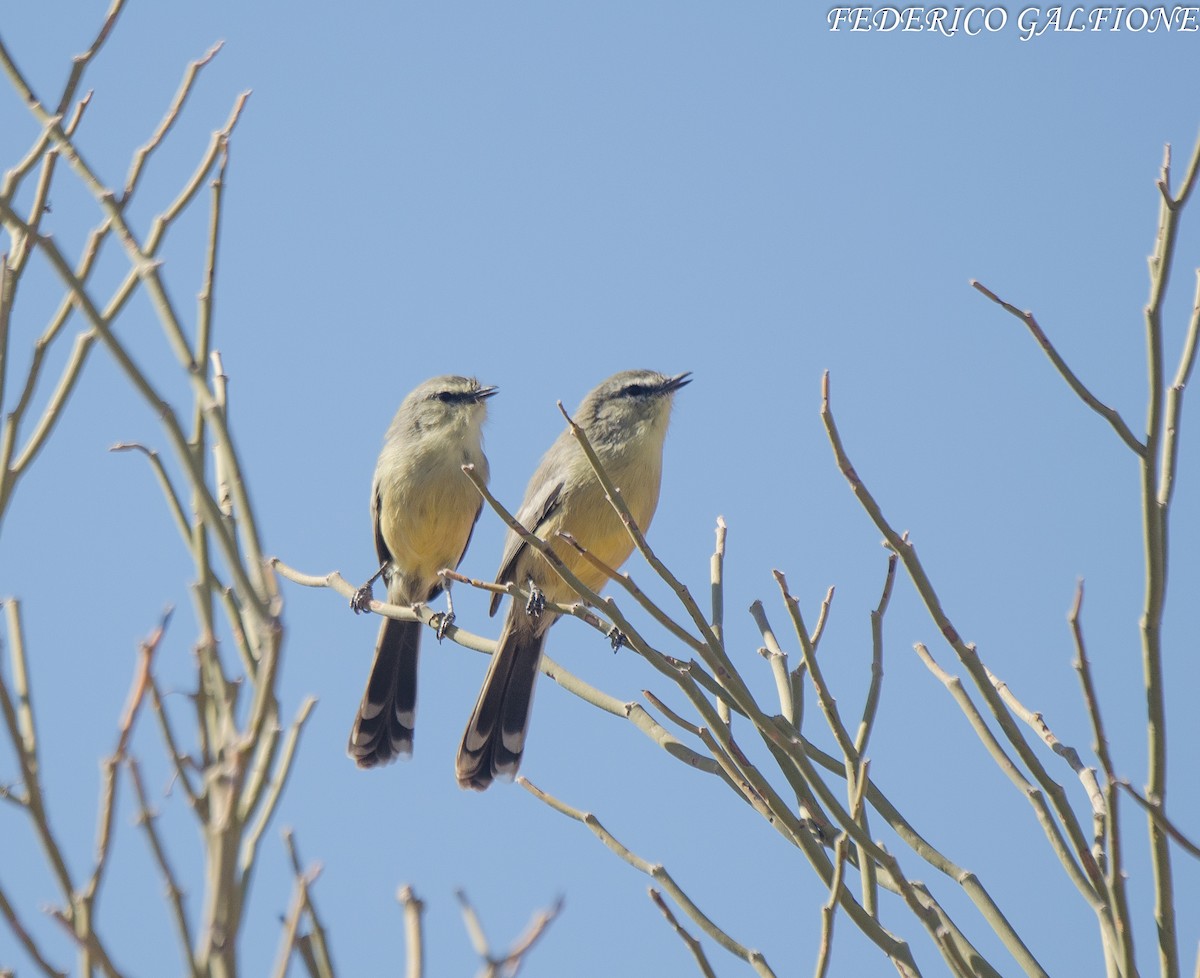 Greater Wagtail-Tyrant - ML639488837
