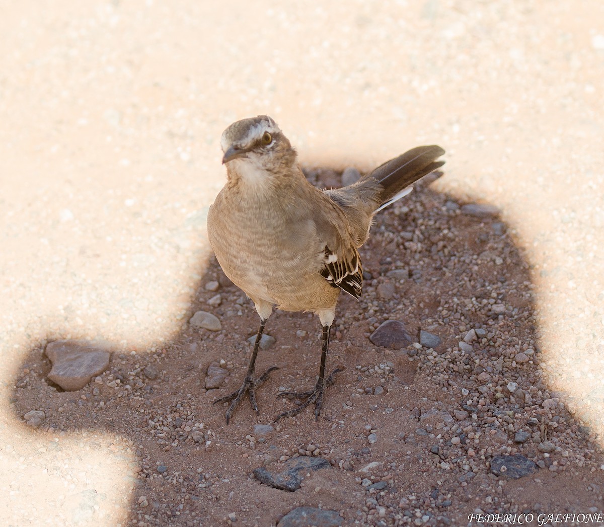 Patagonian Mockingbird - ML639488844