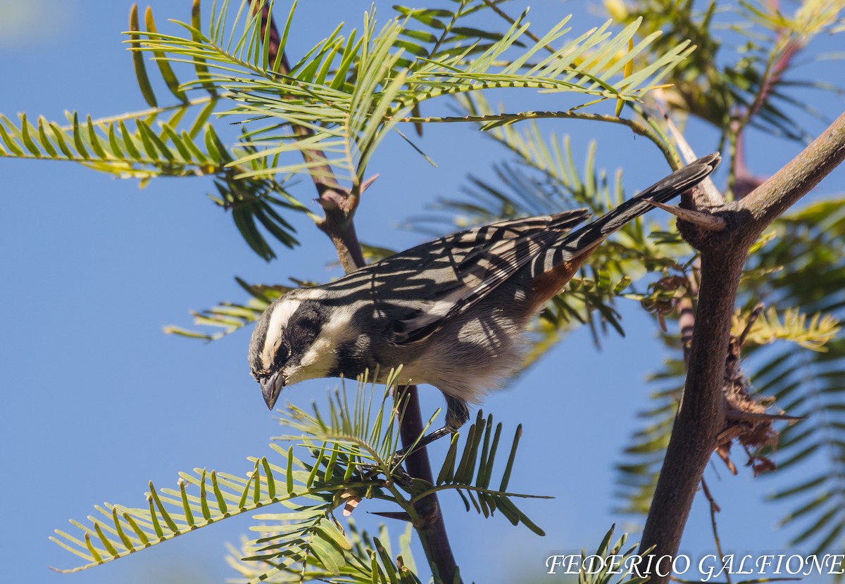 Ringed Warbling Finch - ML639488854