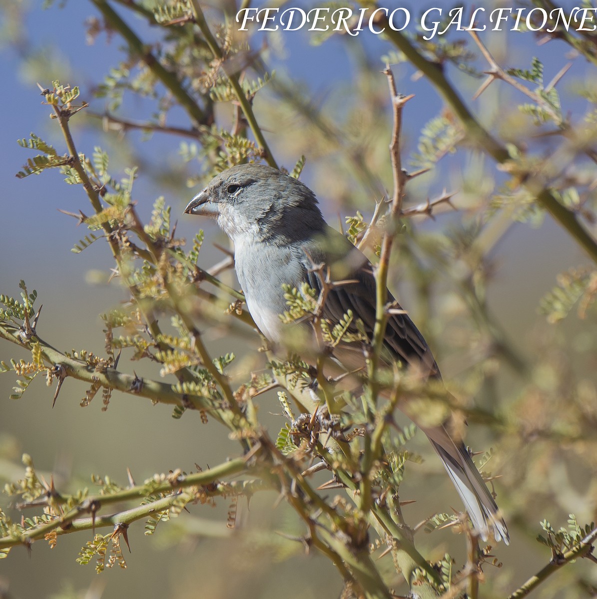 Diuca Finch - ML639488865