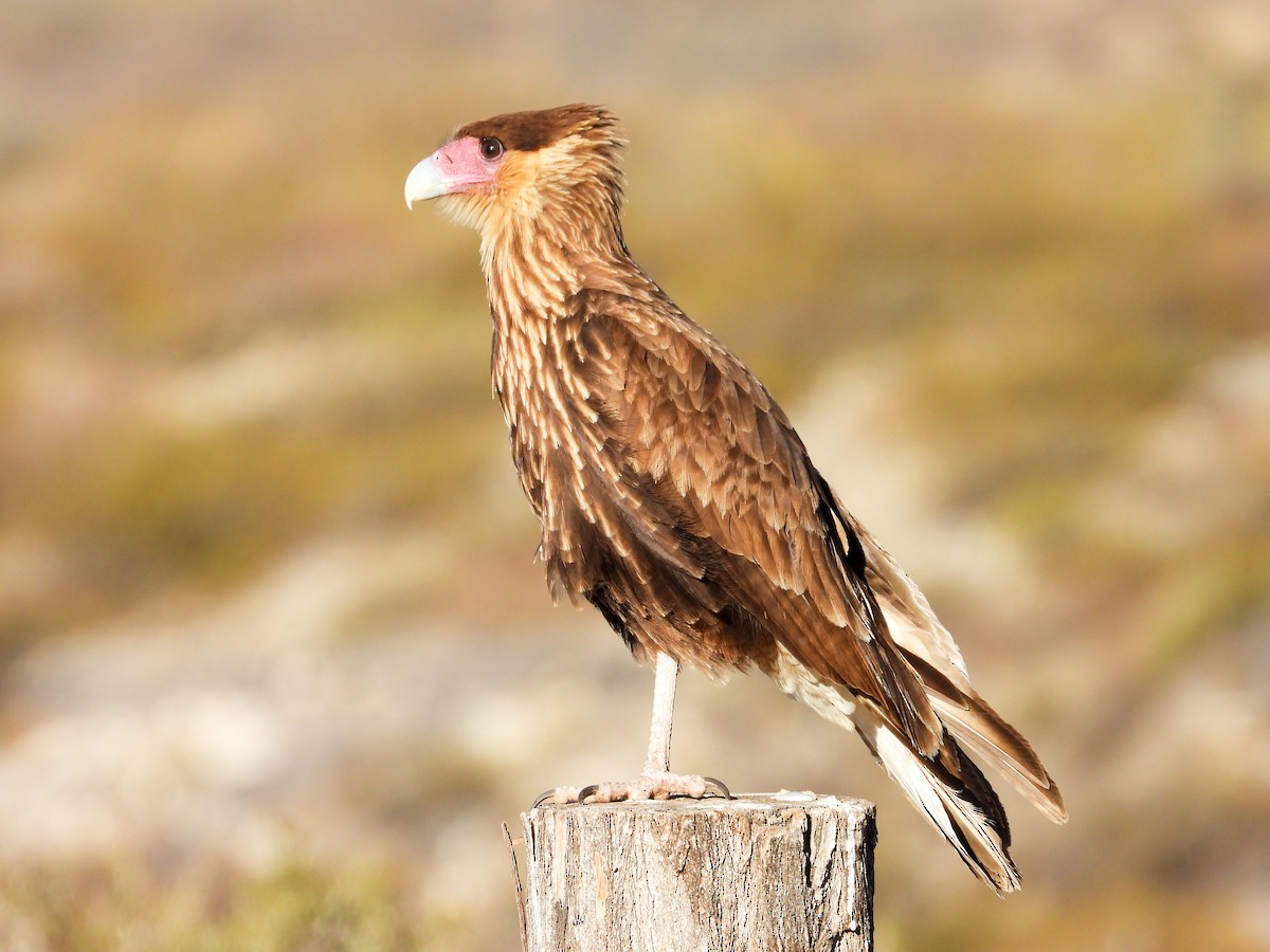 Crested Caracara - ML639488869
