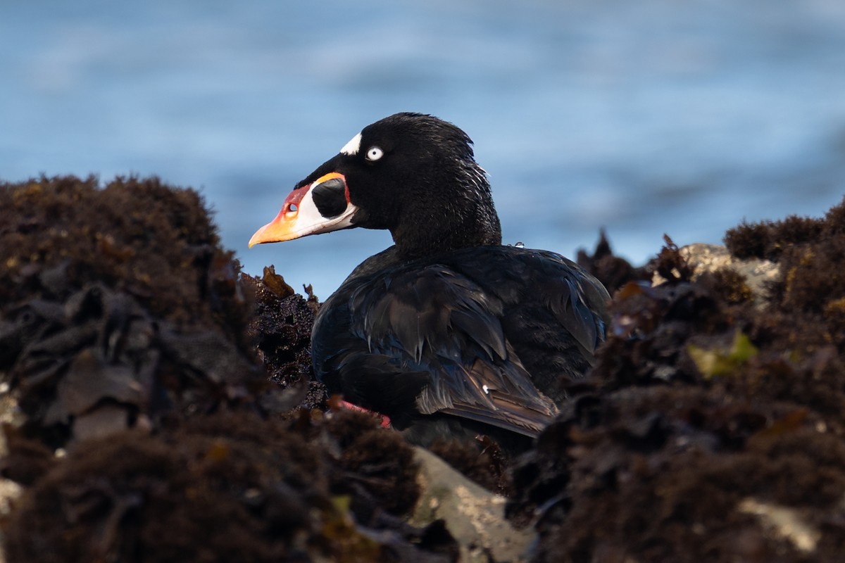 Surf Scoter - ML639488885