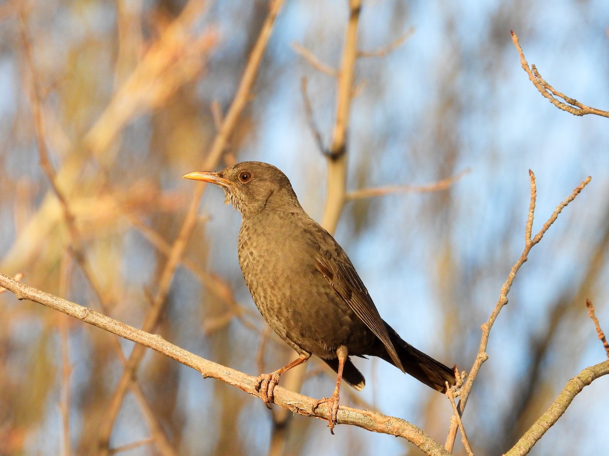 Chiguanco Thrush - ML639488890