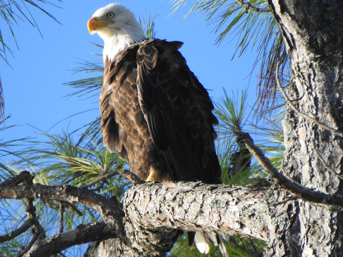 Bald Eagle - ML639488900