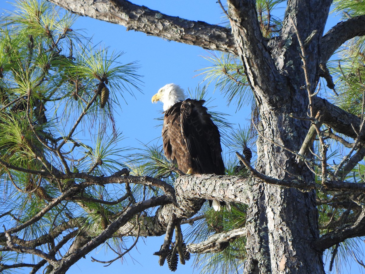 Bald Eagle - ML639488901