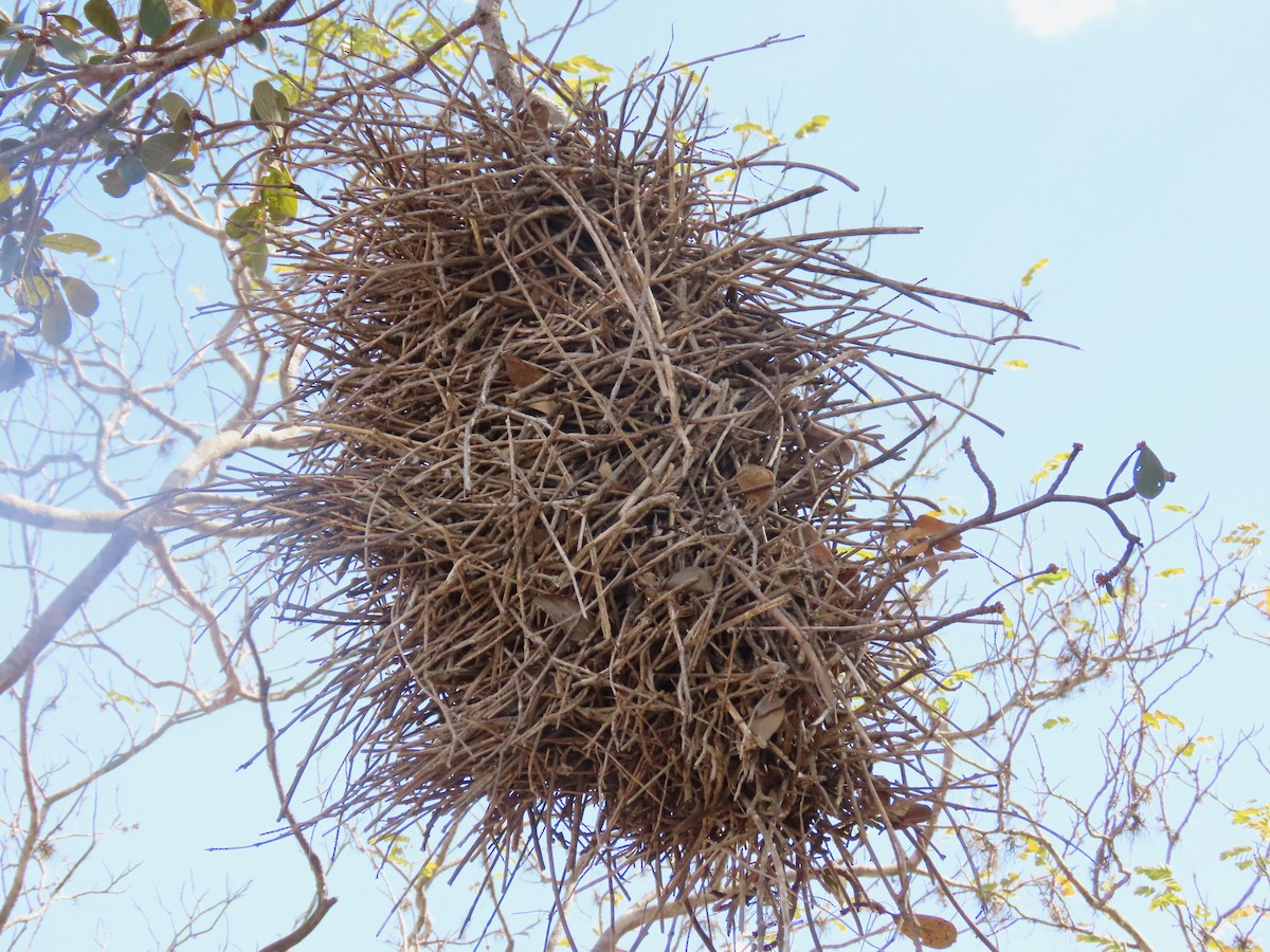 Rufous-fronted Thornbird - ML639488952