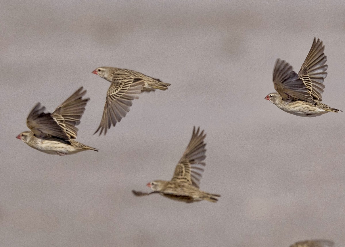 Red-billed Quelea - ML639489006