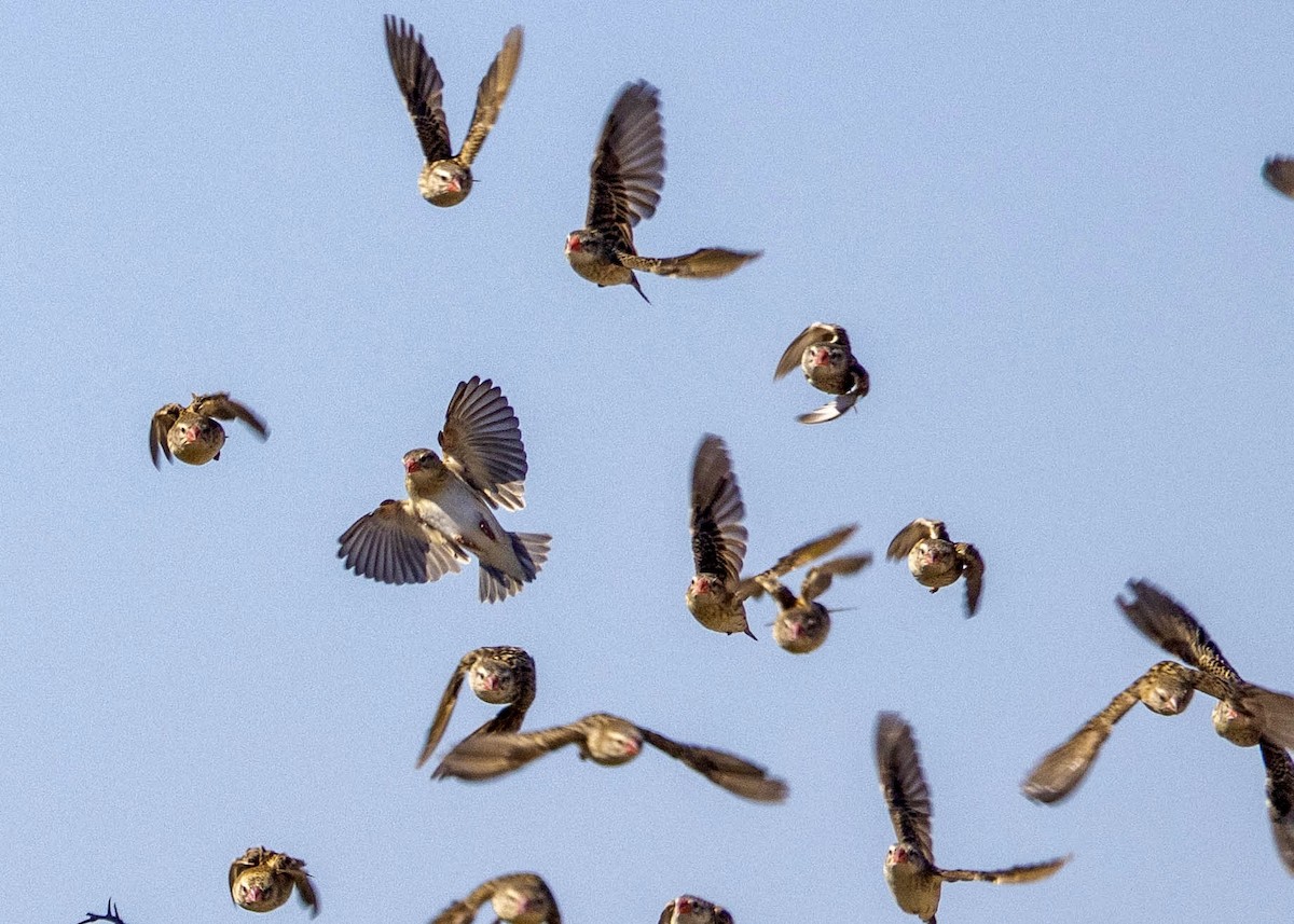 Red-billed Quelea - ML639489008