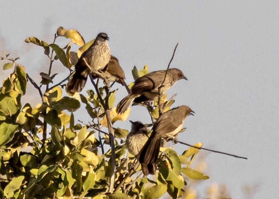 Arrow-marked Babbler - ML639489052