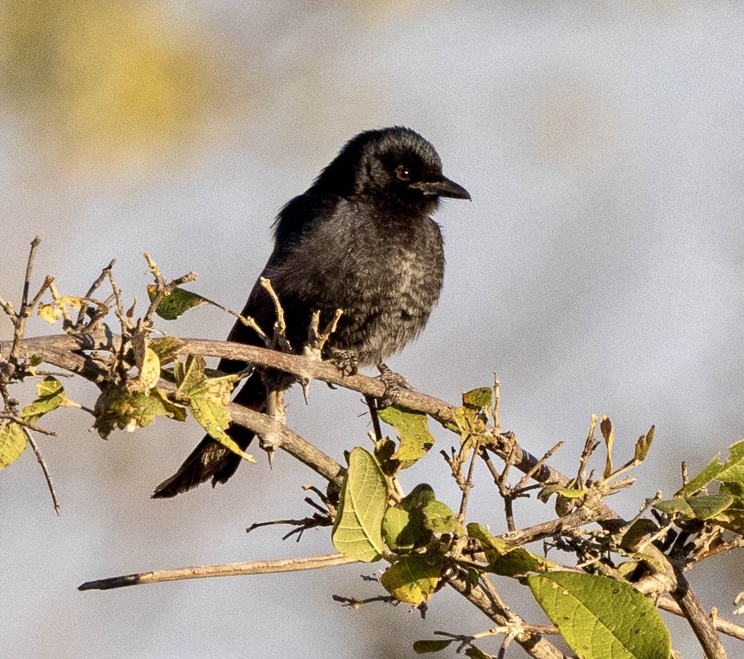 Fork-tailed Drongo - ML639489060