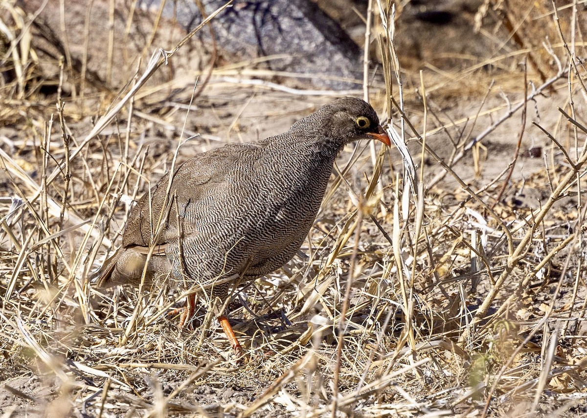 Red-billed Spurfowl - ML639489090