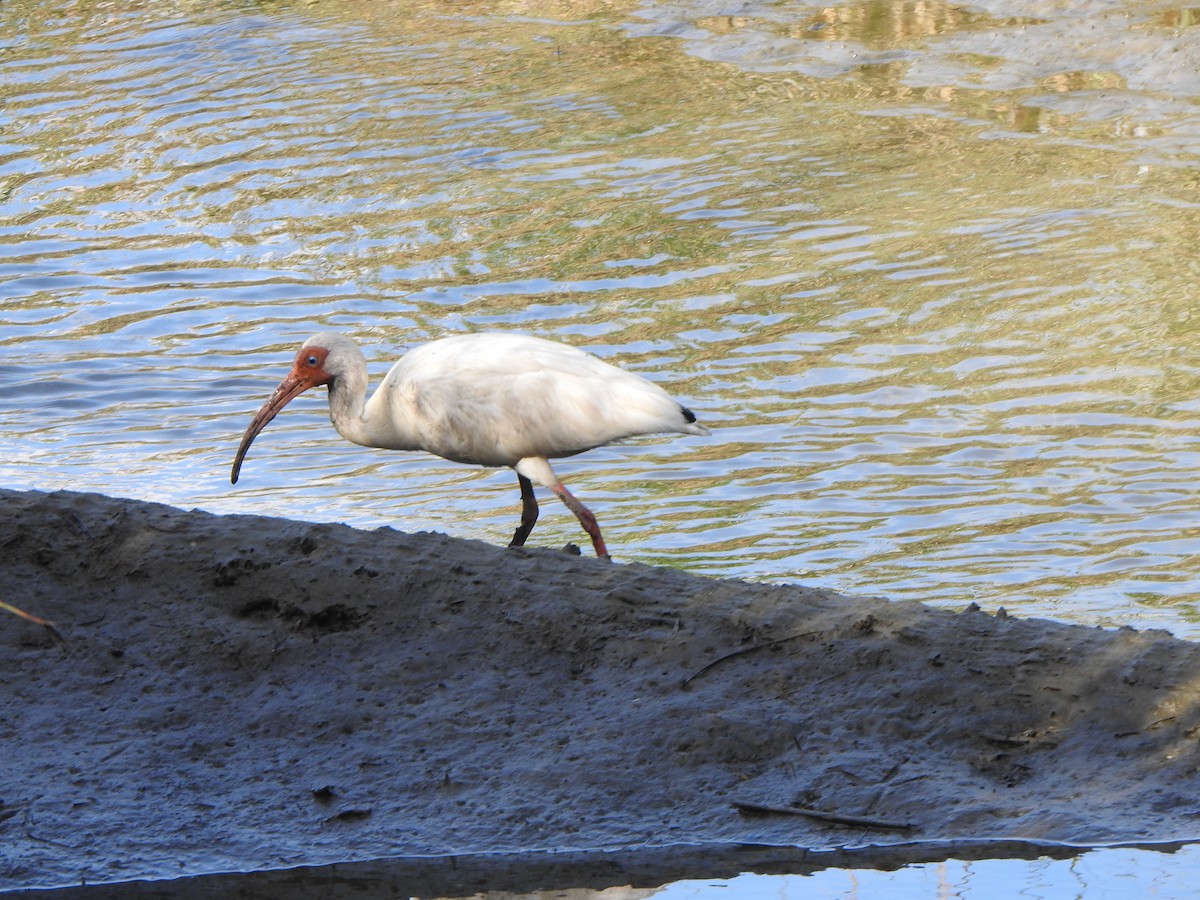 White Ibis - ML639489147