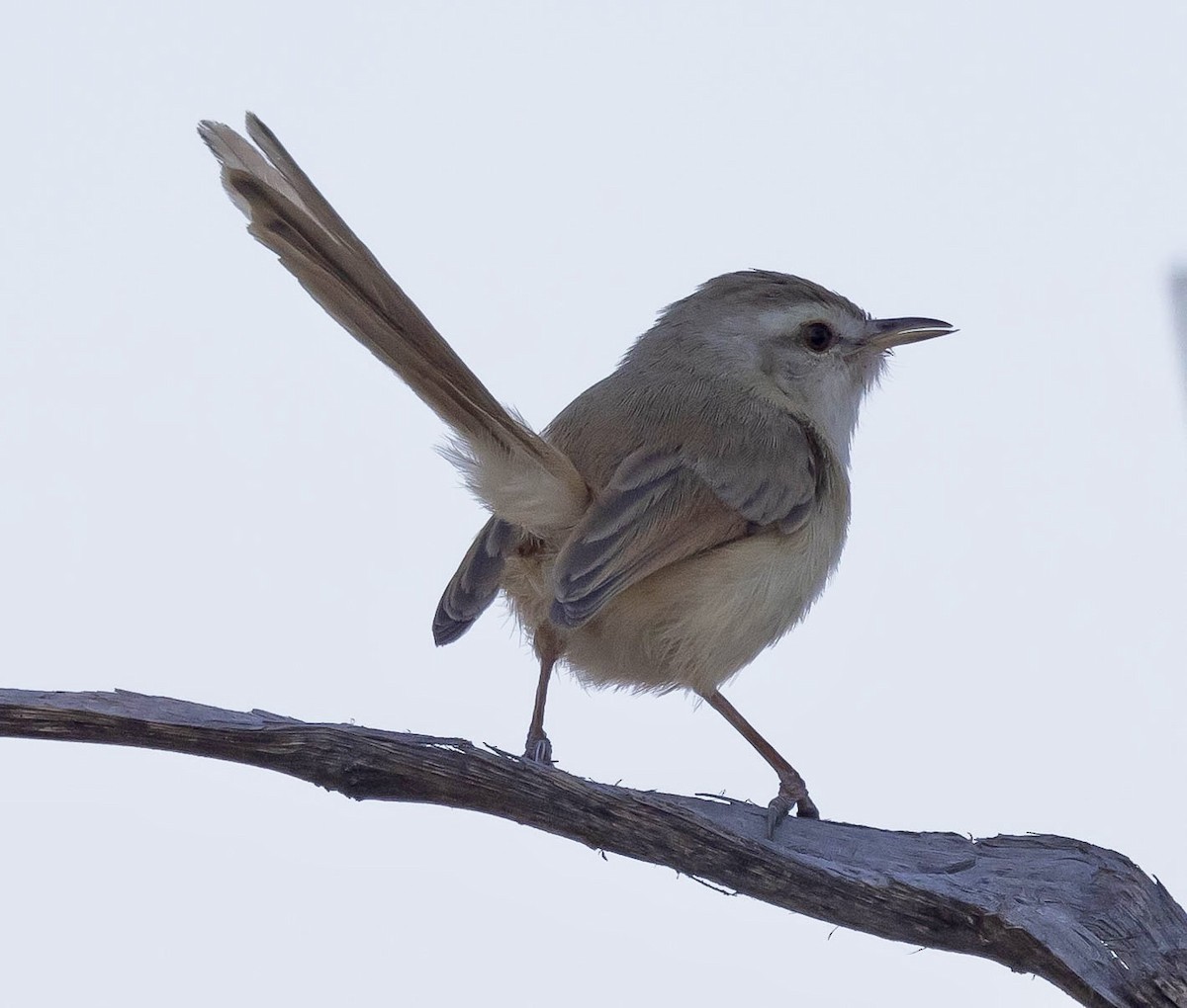 Tawny-flanked Prinia - ML639489172