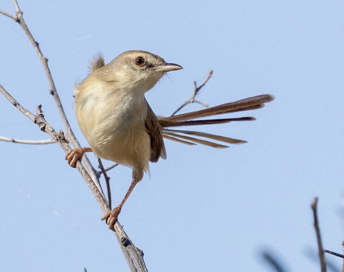 Tawny-flanked Prinia - ML639489174