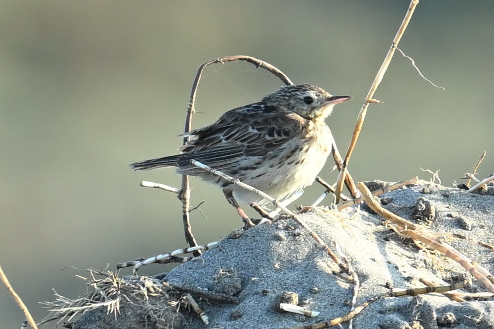 Peruvian Pipit - ML639489178