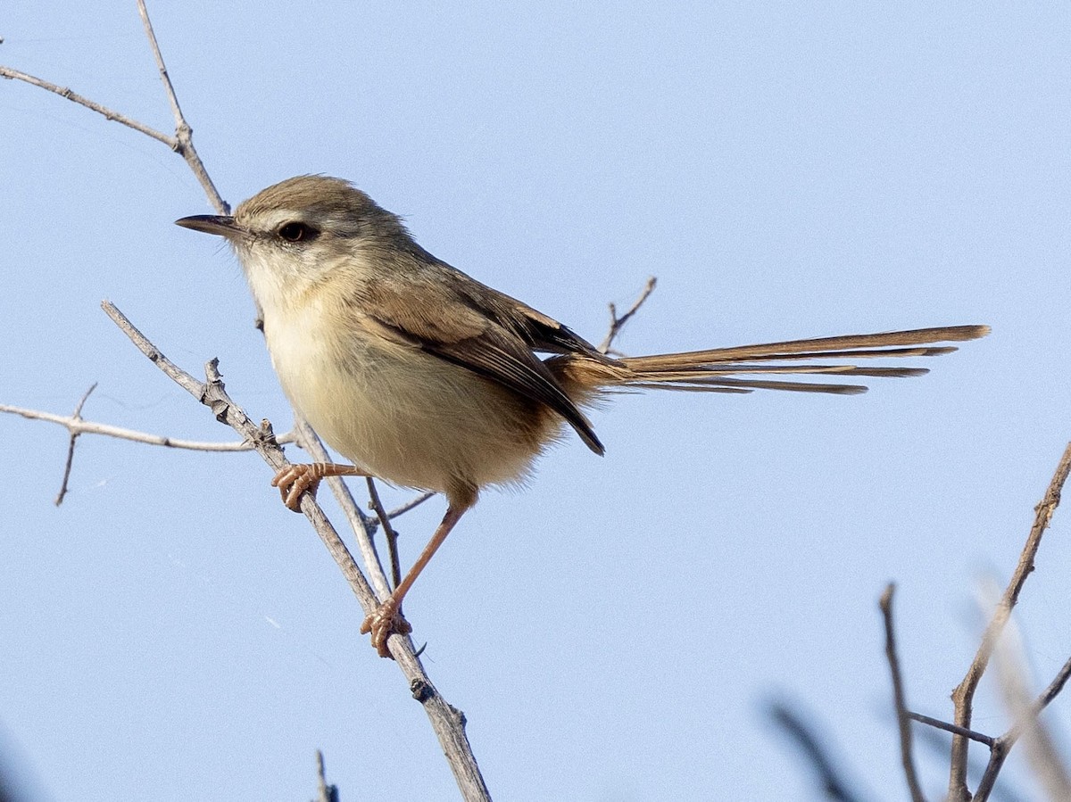 Tawny-flanked Prinia - ML639489182