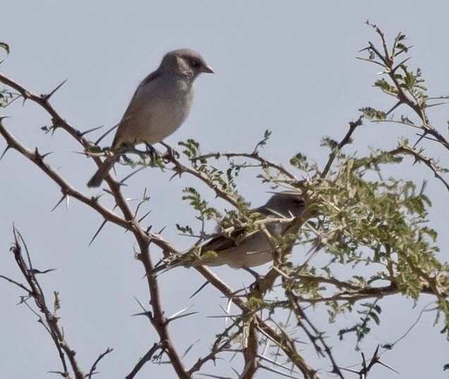 Southern Gray-headed Sparrow - ML639489196