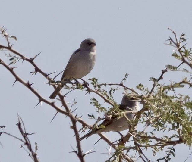 Southern Gray-headed Sparrow - ML639489200