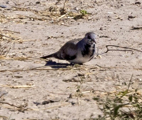Namaqua Dove - ML639489228