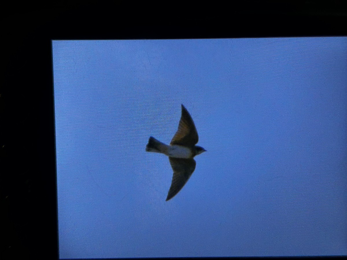 Cliff Swallow - ML639489240